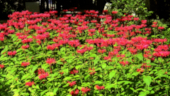 P1010054_Monardes.jpg